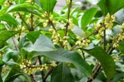 八月桂树苗的价格怎么样？