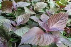 紫苏的种植方法和时间是什么？