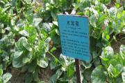 木耳菜种植方法扦插
