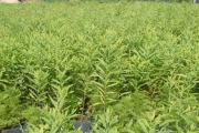 “黄金之树”檀香（浴香）的种植方法