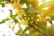 室内桂花的养殖方法