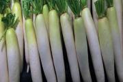 青萝卜种植时间和方法