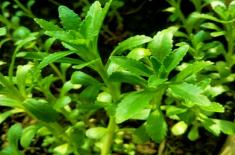 养心菜种植技术(什么时候种植) 养心菜种植技术(什么时候种植)