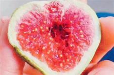 “果中明珠”无花果怎么吃治腹泻（什么时候吃好）