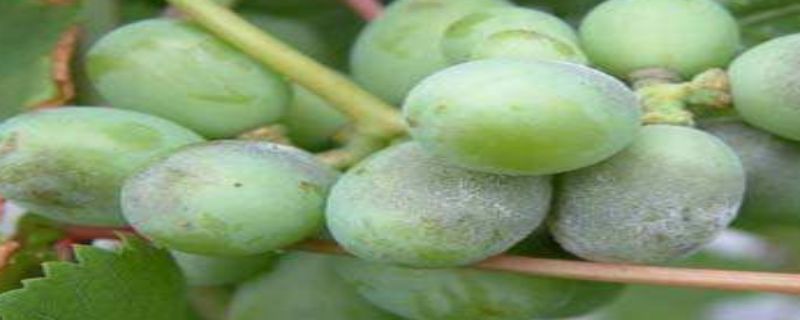 葡萄白粉病用什么药