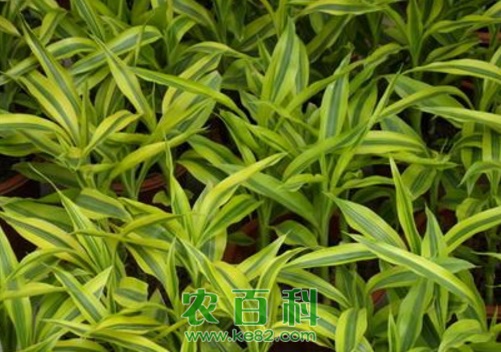 富贵竹有哪些种类?冬天注意这三点也可养好富贵竹!