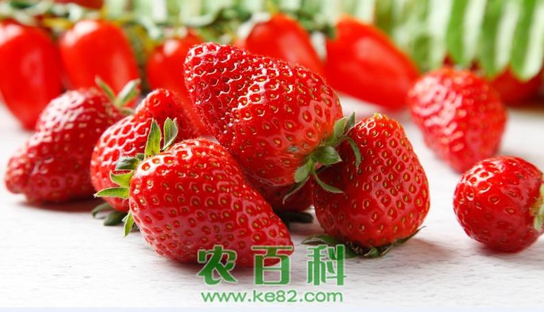 草莓种子多少钱一包?草莓种子几月份播种?