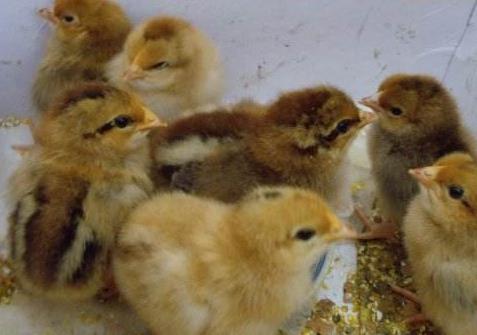 小鸡不吃食该怎么办