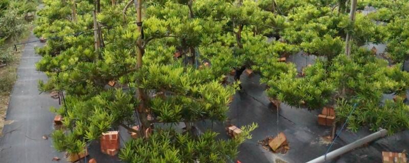 罗汉松的养殖方法