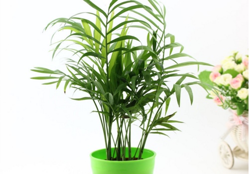 袖珍椰子（秀丽竹节椰）叶子发黄干枯怎么办？