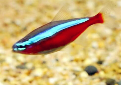 宝莲灯鱼怎么养