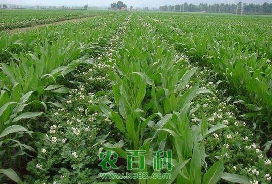 玉米和这几种作物套种，产量翻番，值得借鉴！