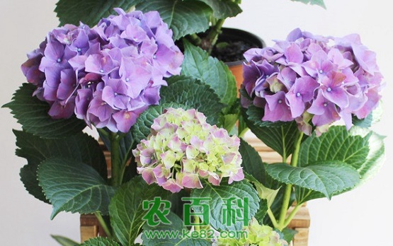 绣球花的养殖技巧与方法大公开 附：绣球花的修剪方法
