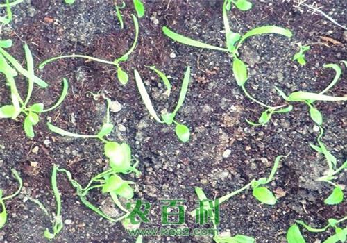 菠菜的种植方法和时间,掌握采种方式不愁难越冬!