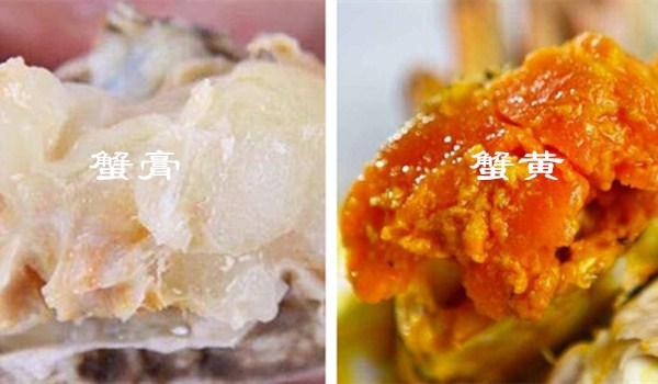 螃蟹中的蟹膏是什么?