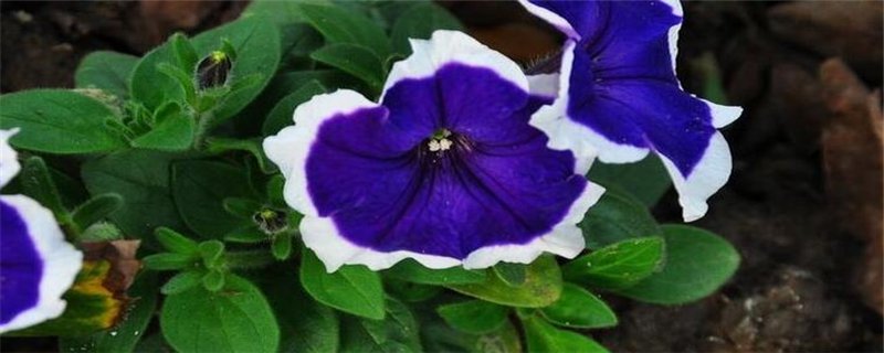 矮牵牛的栽培技术