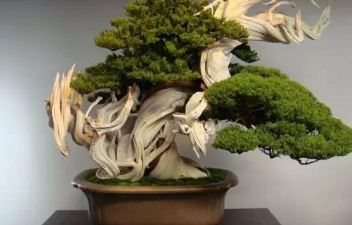 崖柏盆景栽培技术要点详解