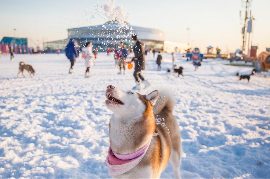 被誉为雪橇三傻的阿拉斯加犬多少钱一只?
