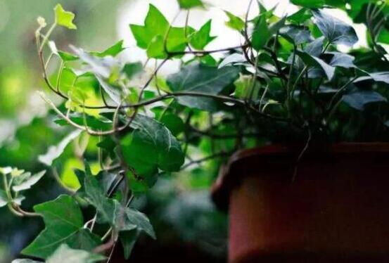 怎样才能将常春藤种得更好？