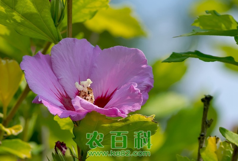 木芙蓉花的养殖方法和注意事项
