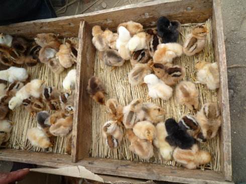 小鸡不吃食的原因