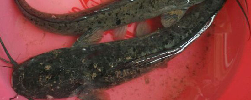 胡子鱼和鲶鱼的区别