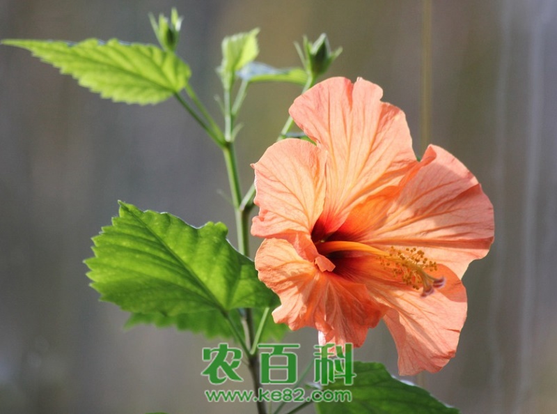 木芙蓉花的养殖方法和注意事项