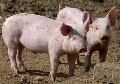 盛夏为什么严禁给猪泼冷水？这些方法可以防蚊蝇！