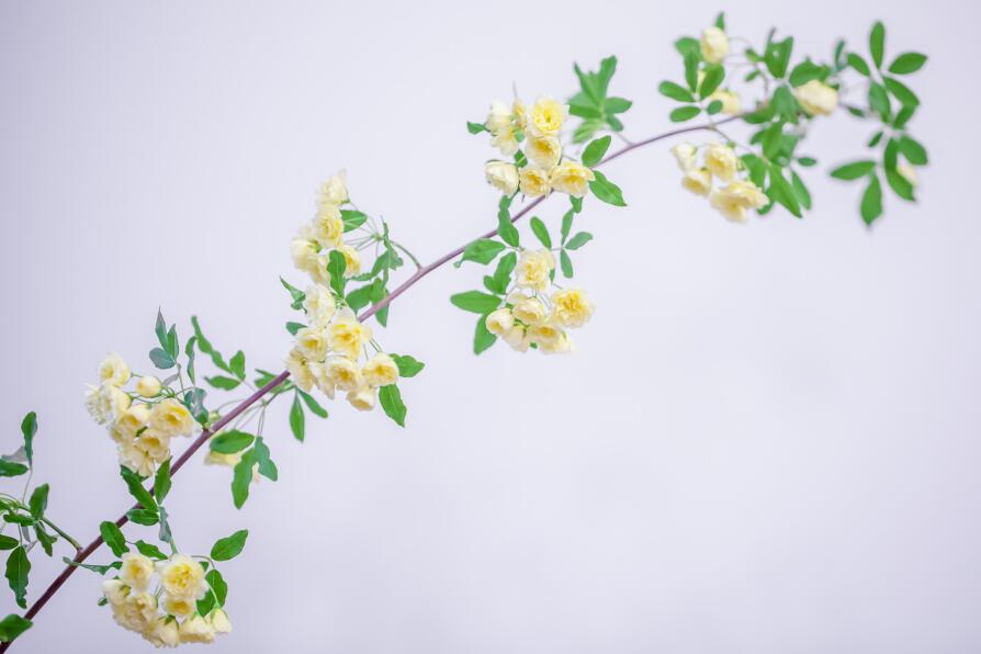 木香可以在冬天栽种吗?