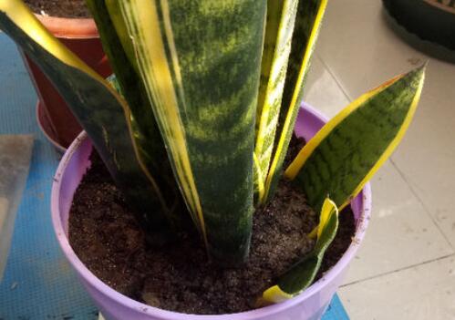 花纹精美的虎尾兰的养殖方法和注意事项有哪些？