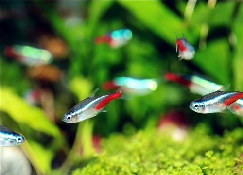 热带鱼新手怎么养不会死？这十大品种值得推荐！