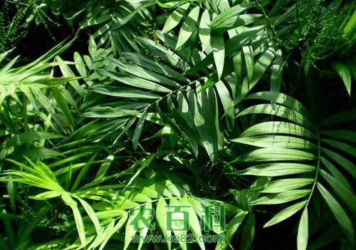 袖珍椰子（秀丽竹节椰）叶子发黄干枯怎么办？