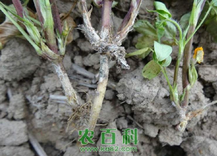花生白绢病的防治技术详解!