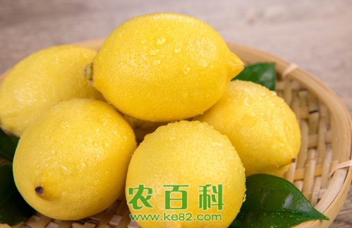 柠檬种子的种植方法有哪些?2020年价格多少钱一斤?