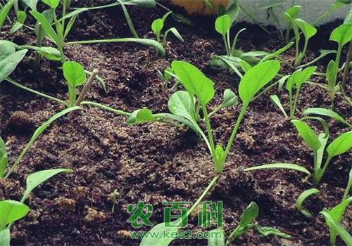 菠菜的种植方法和时间,掌握采种方式不愁难越冬!