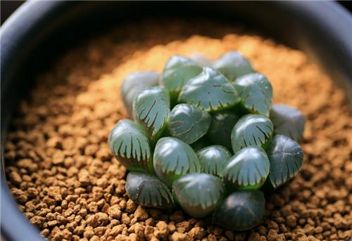 多肉植物玉露养殖方法有哪些？这样浇水越长越剔透！
