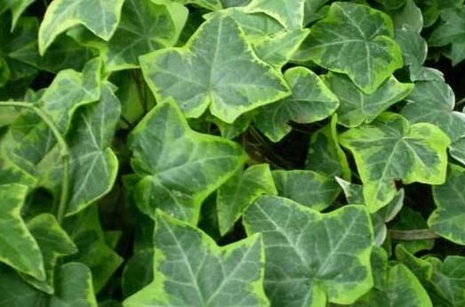 怎样才能将常春藤种得更好？