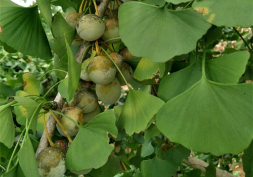“公孙树”银杏树的果子叫什么?有毒吗?