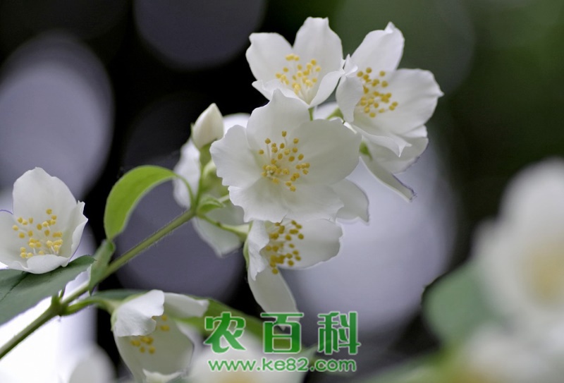 种植技巧：茉莉扦插水培方法