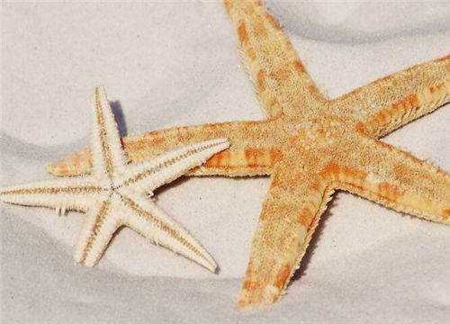 海星能吃吗？