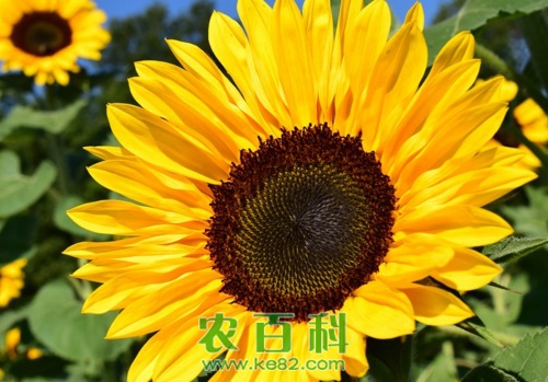 向日葵种子有哪些种植方法？