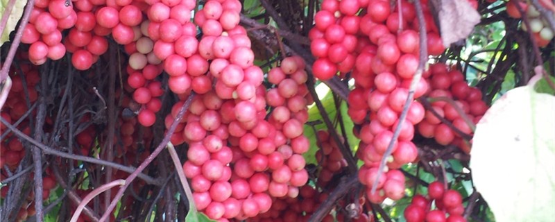 林下药材种植品种