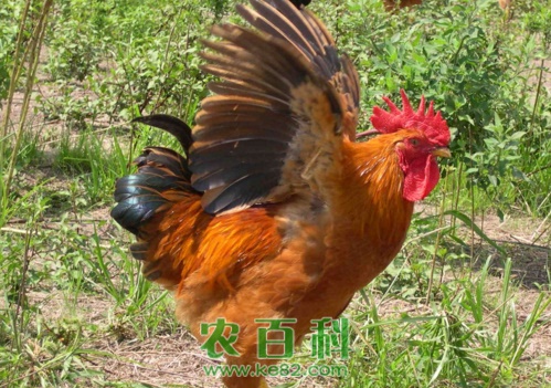 2020年土鸡的价格多少钱一斤?附土鸡养殖技术!