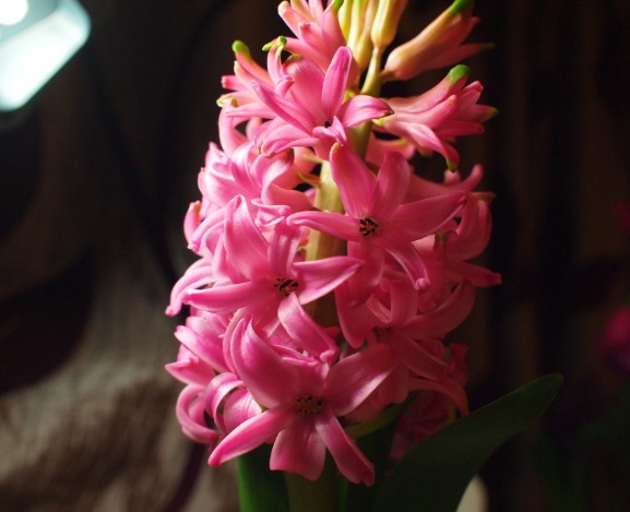 风信子怎么养?如何延长风信子花期?