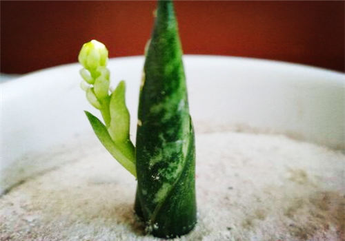 幼苗时期的虎皮兰