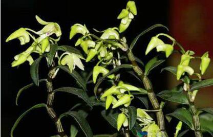 家庭铁皮石斛种植方法是什么？