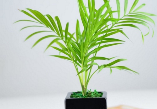 袖珍椰子（秀丽竹节椰）叶子发黄干枯怎么办？