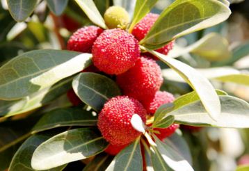 杨梅采果后需要翻耕除草、科学施肥