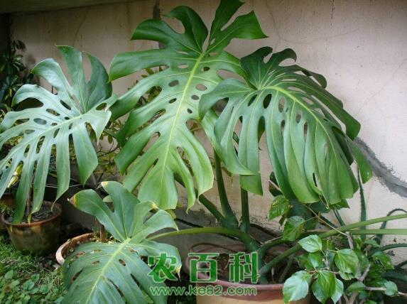 新手养花该注意什么？4个小建议，教你避开养花“雷区”！