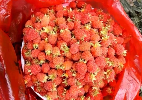覆盆子是什么?